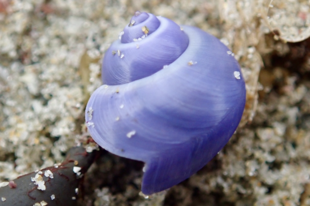 Elongated Violet Snail (Janthina umbilicata) 